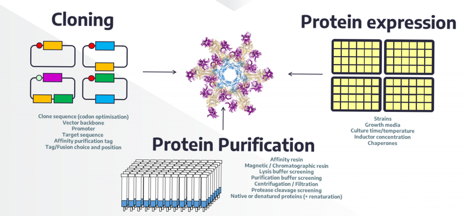 Production dans E. coli, purification et interaction de protéines à