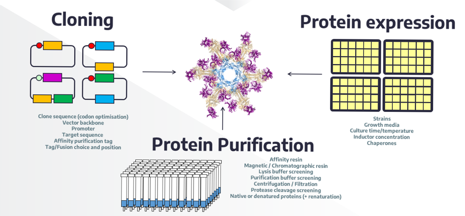 Highthroughput protein production in E. coli, purification and